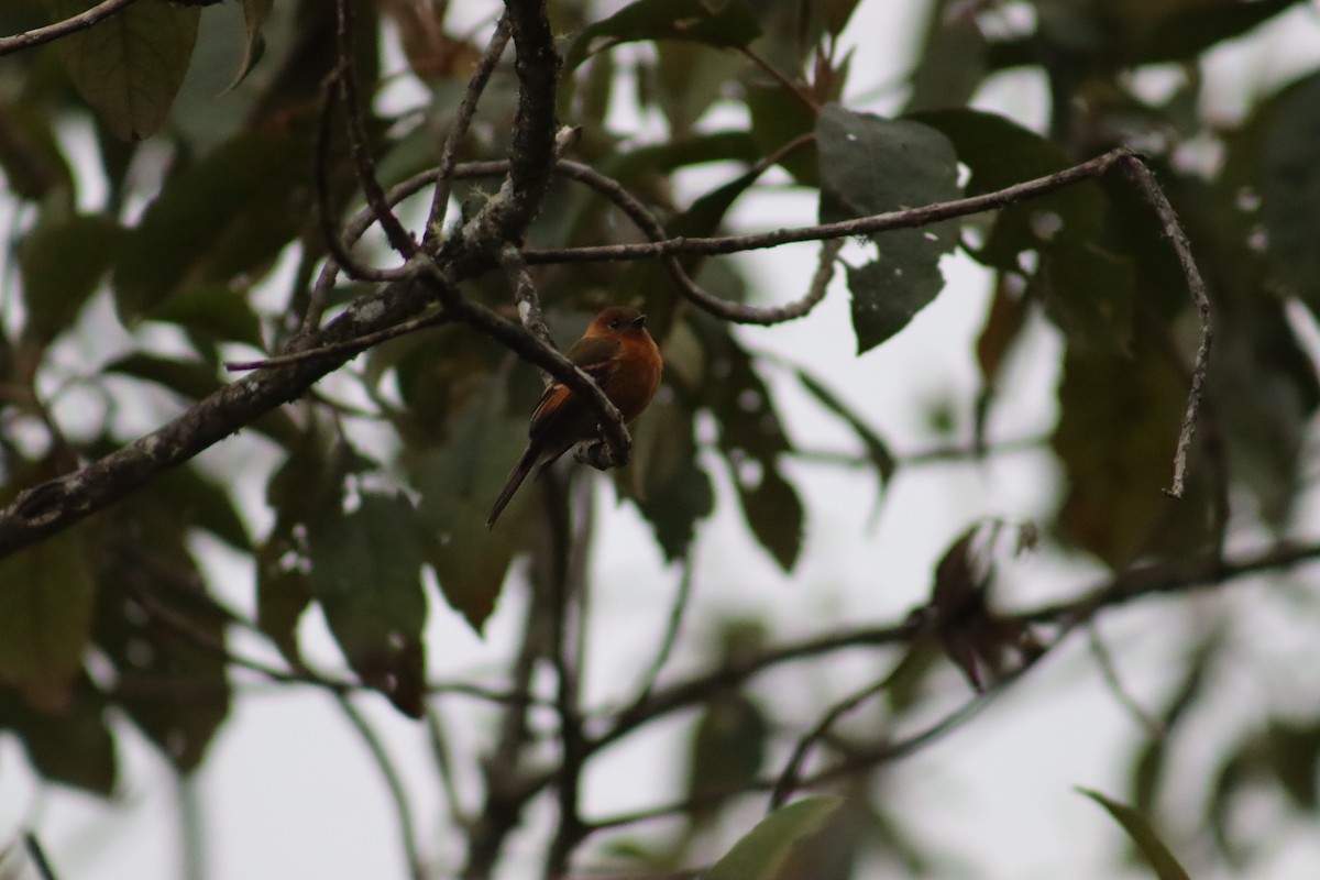 Cinnamon Flycatcher - ML573377341