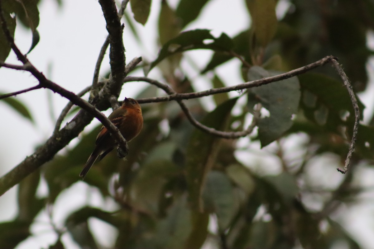 Cinnamon Flycatcher - ML573377351