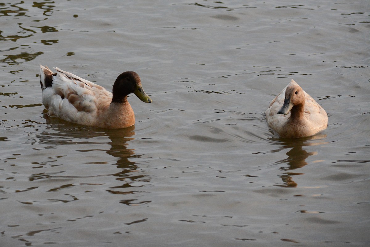 Mallard (Domestic type) - ML573377371