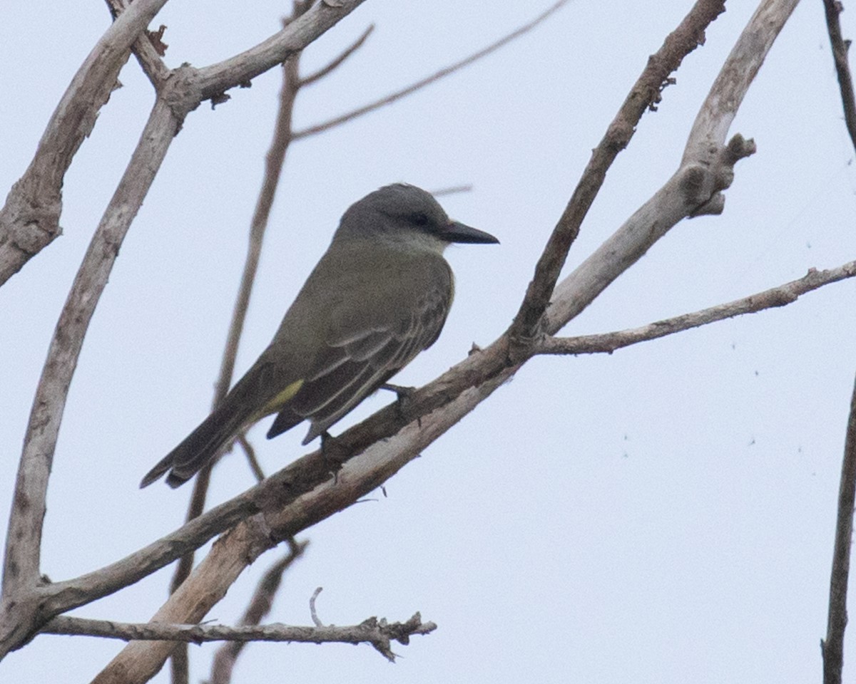 Tropical Kingbird - ML573377401