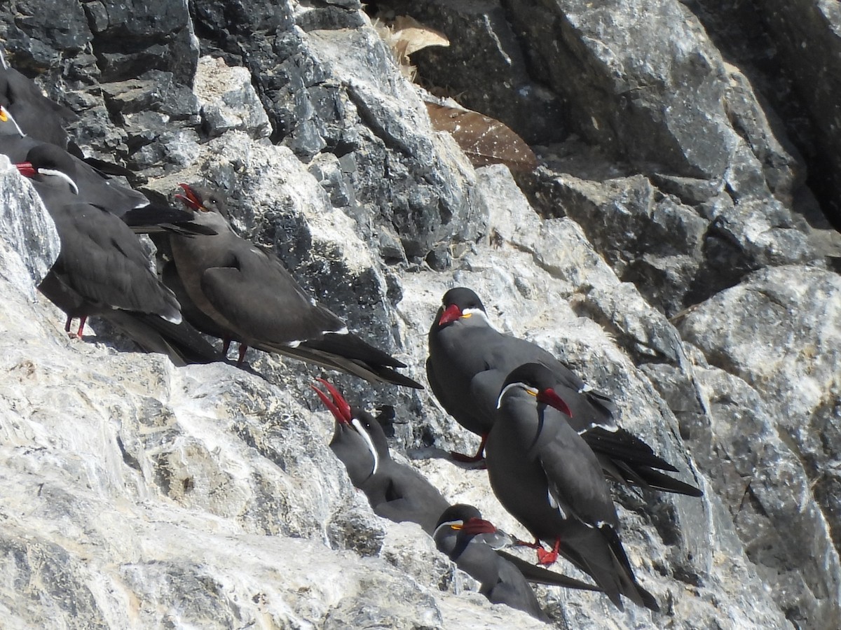 Inca Tern - ML573378001