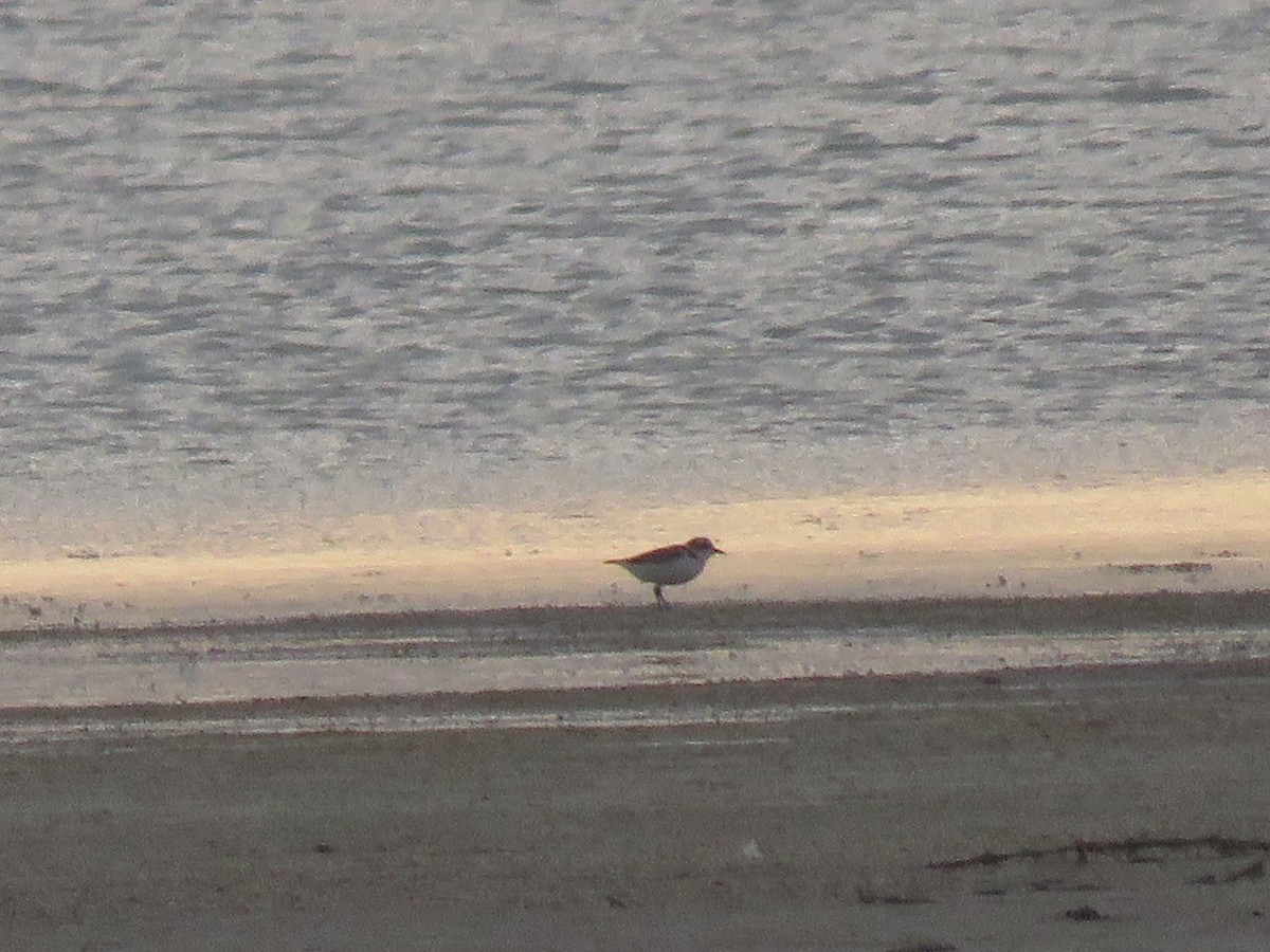 Snowy Plover - ML573378321