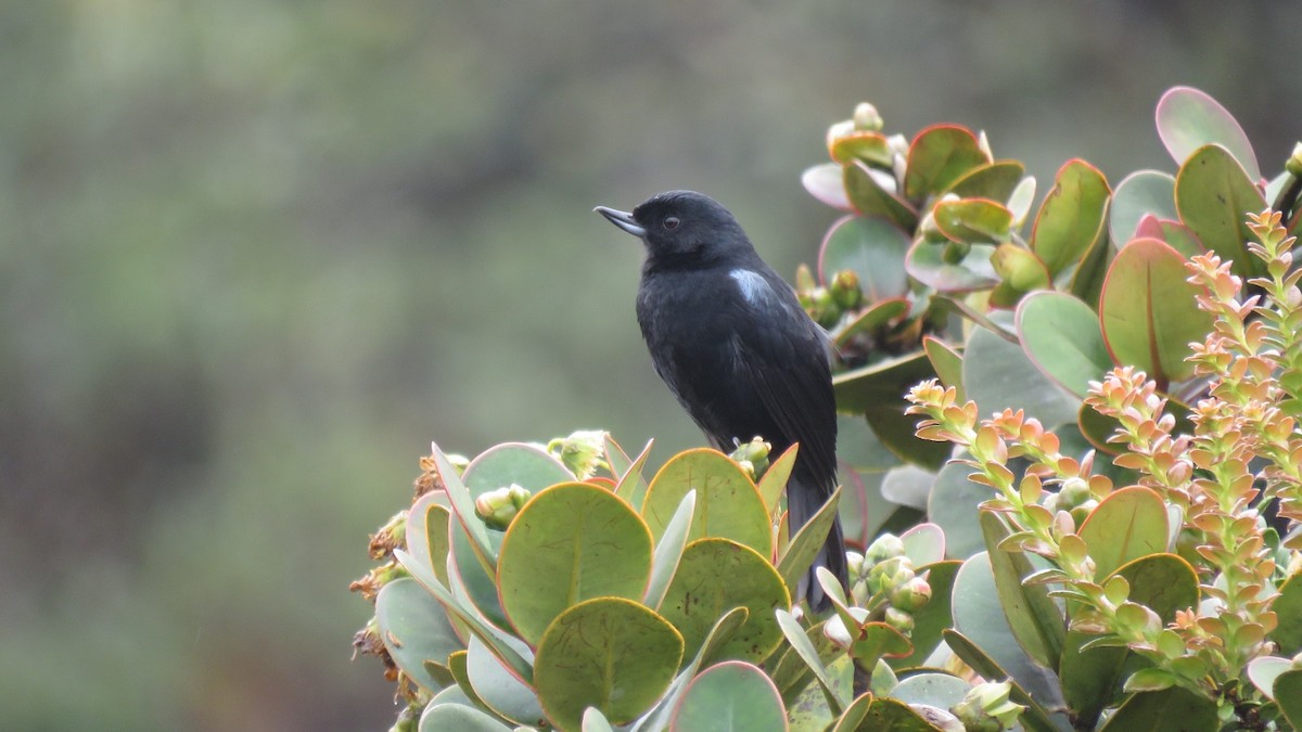 Glossy Flowerpiercer - ML573379101