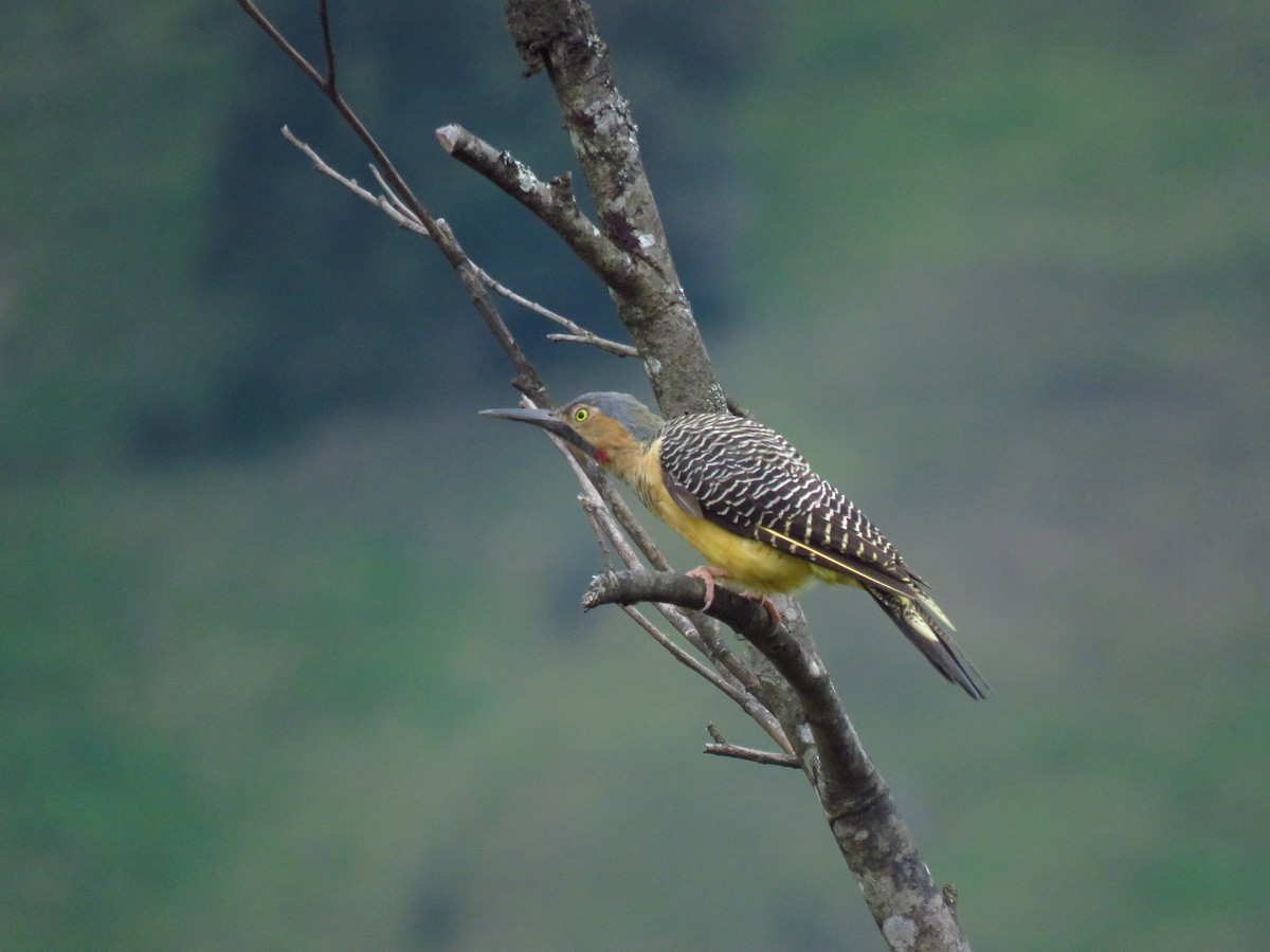 Andean Flicker - Elio Ivan Nuñez Cortez