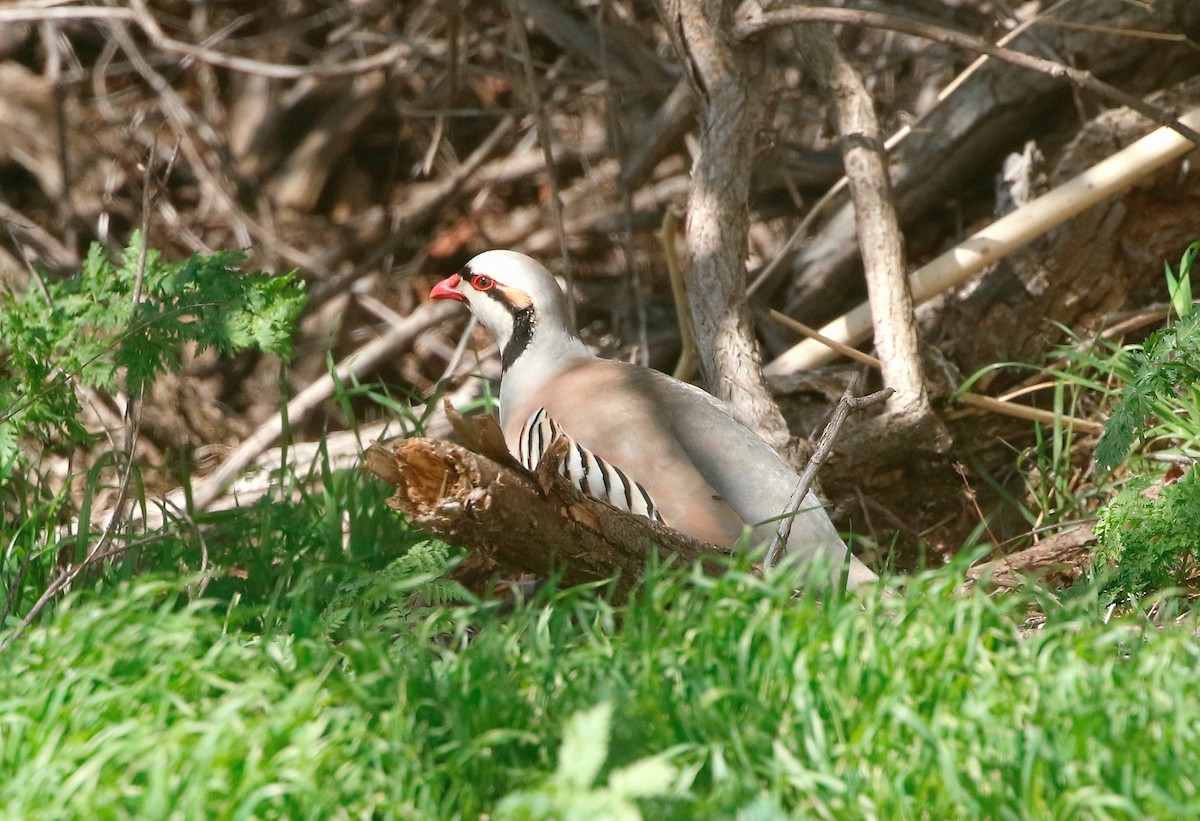 Chukar - ML573379551