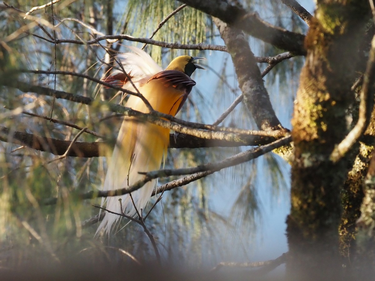 Lesser Bird-of-Paradise - ML573379761