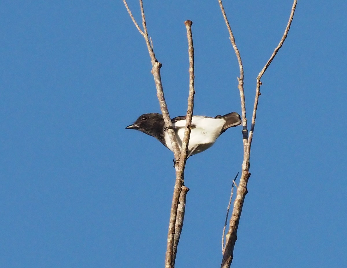 Black-headed Whistler - ML573379921