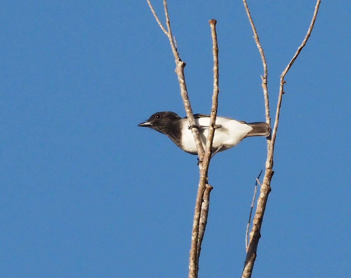 Black-headed Whistler - Stephan Lorenz