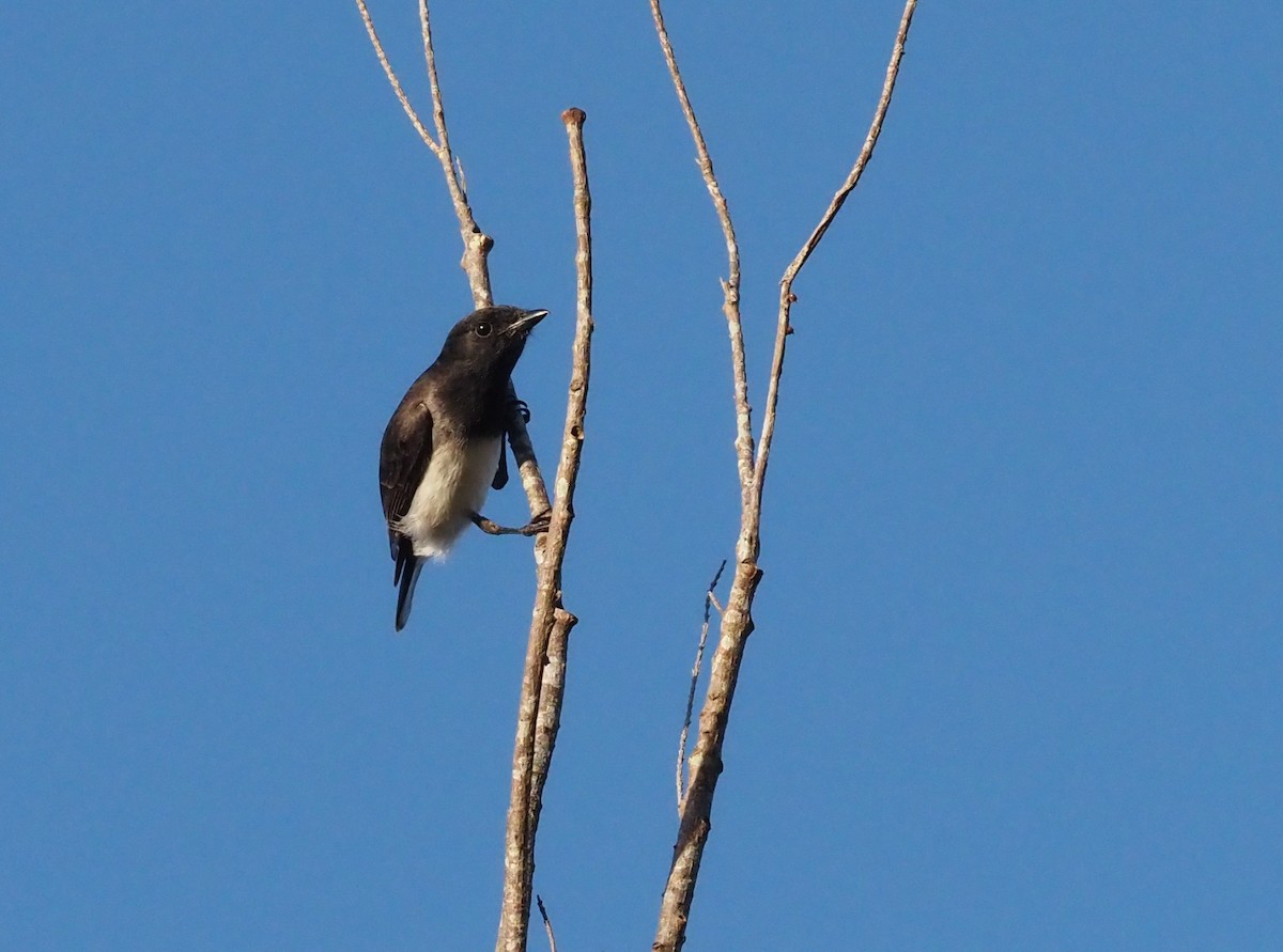 Black-headed Whistler - Stephan Lorenz