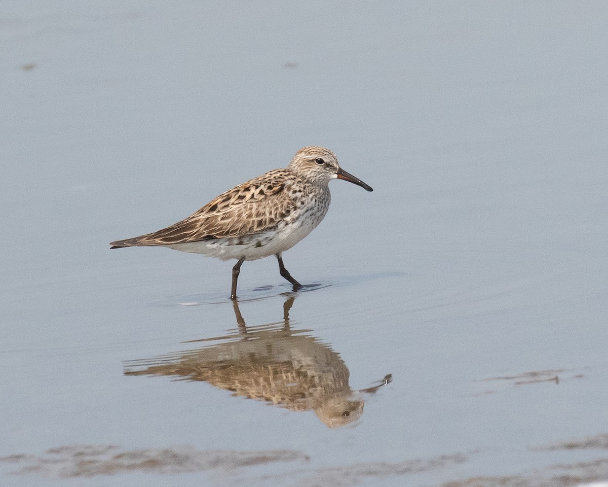 White-rumped Sandpiper - Letha Slagle