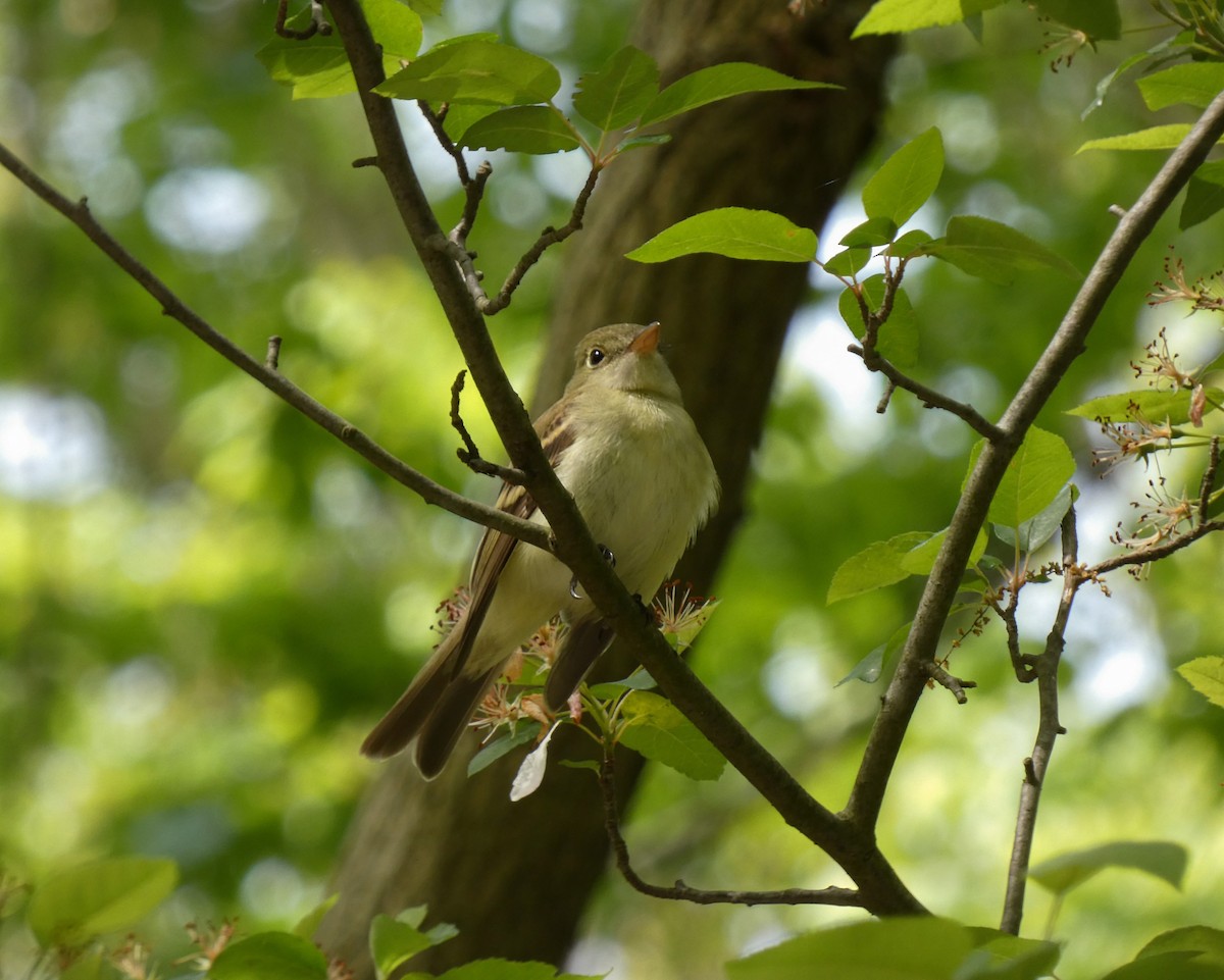 Acadian Flycatcher - ML573381521