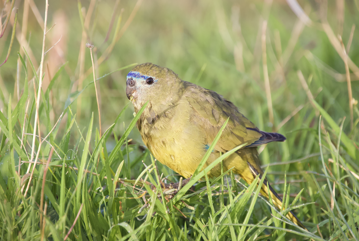 Rock Parrot - ML573381861