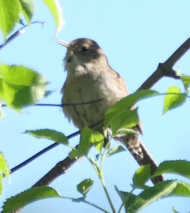 Northern House Wren - ML573381991