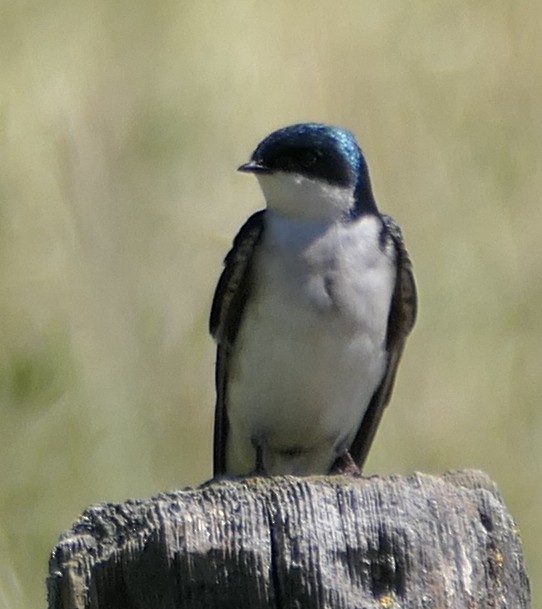 Tree Swallow - ML573382091