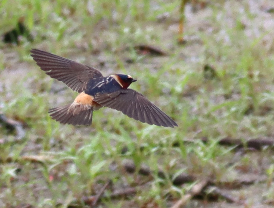 Cliff Swallow - ML573382151