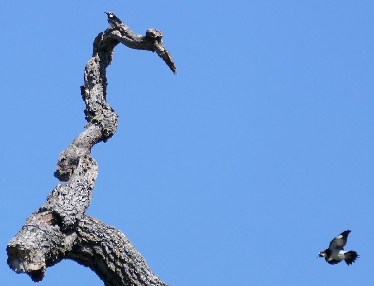 Acorn Woodpecker - ML573382161