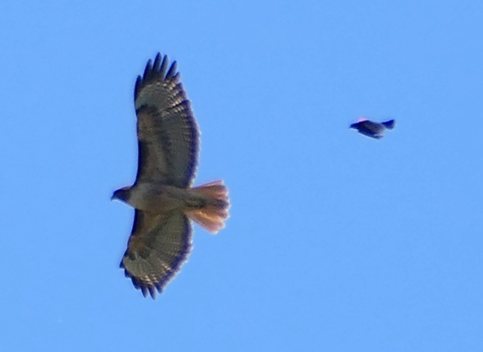 Red-tailed Hawk - ML573382321
