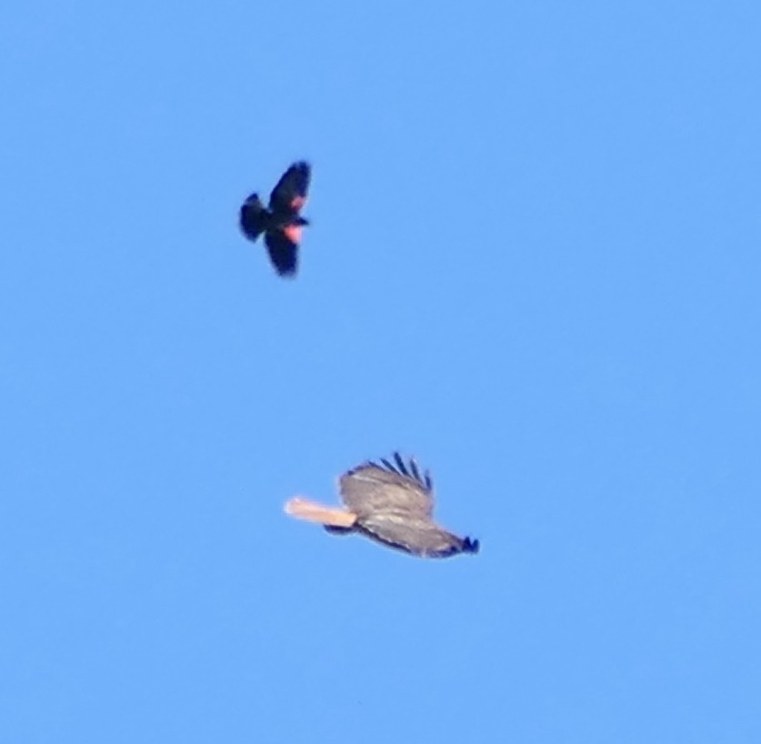 Red-tailed Hawk - ML573382331