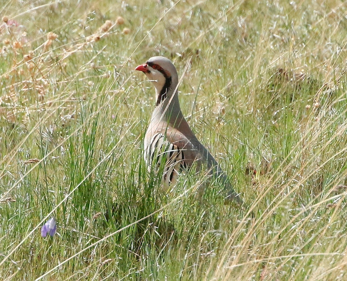 Chukar - ML573383311