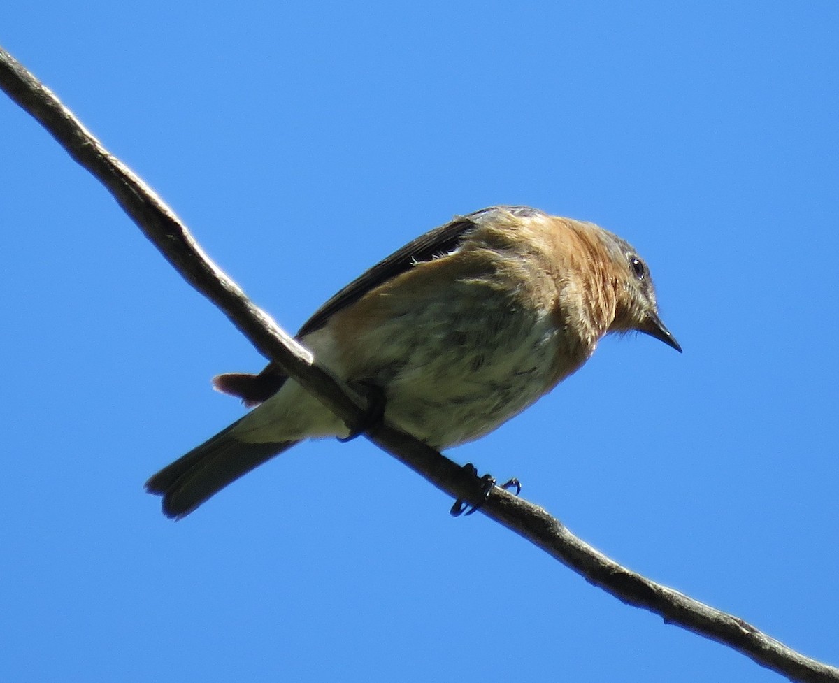 Eastern Bluebird - ML57338391