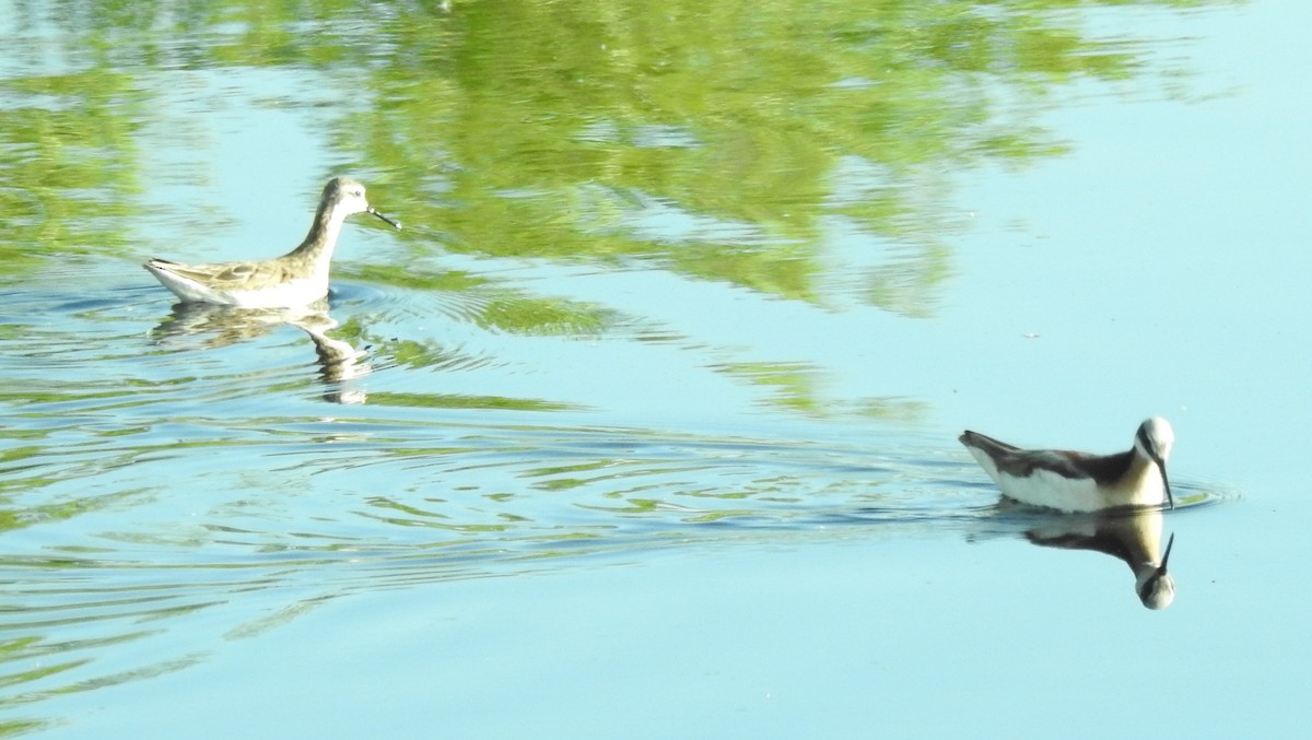 Wilson's Phalarope - ML573385011