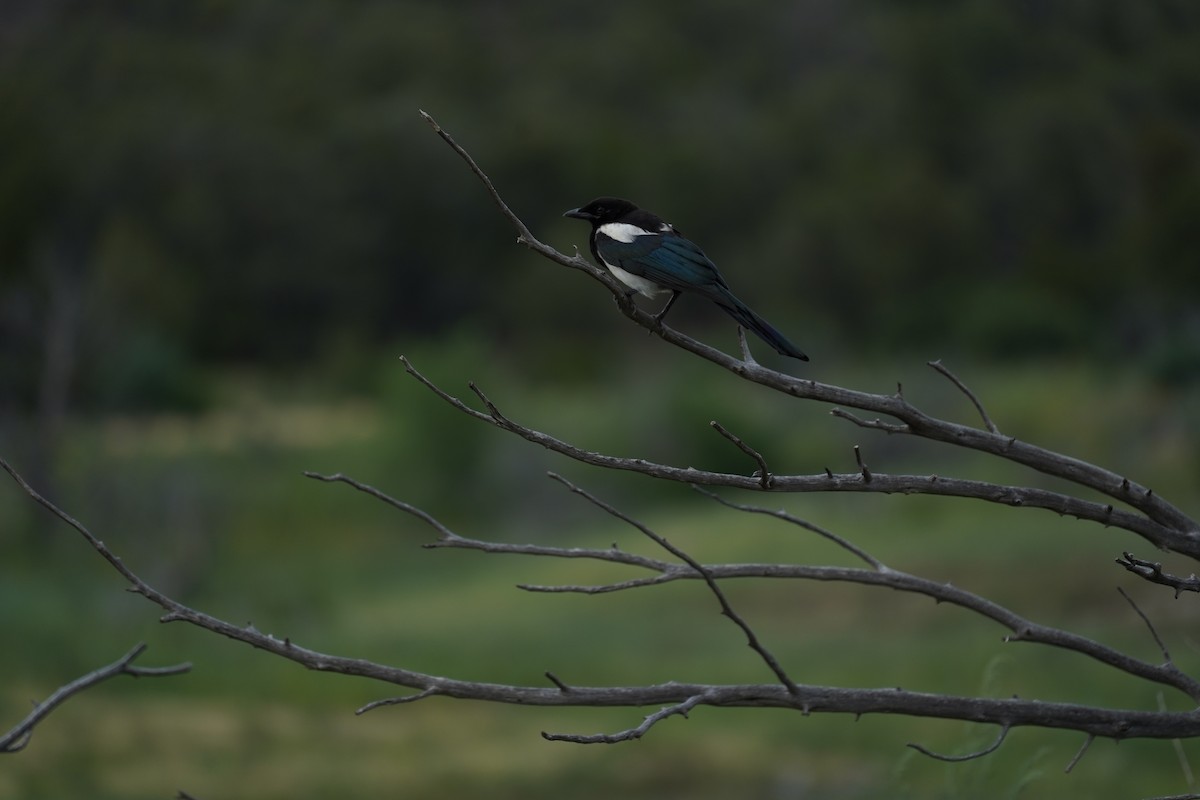 Black-billed Magpie - ML573385351