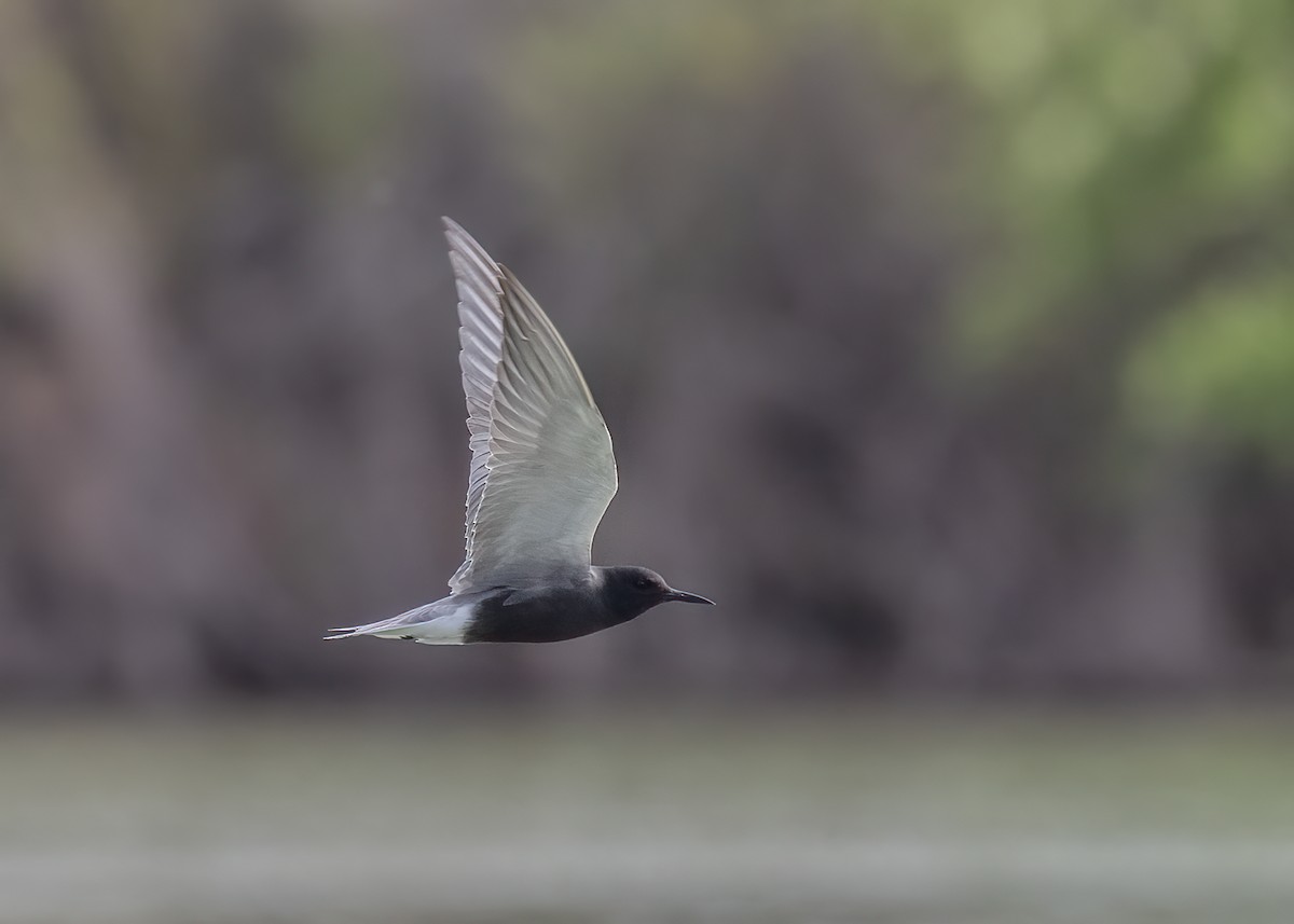 Black Tern - ML573385481