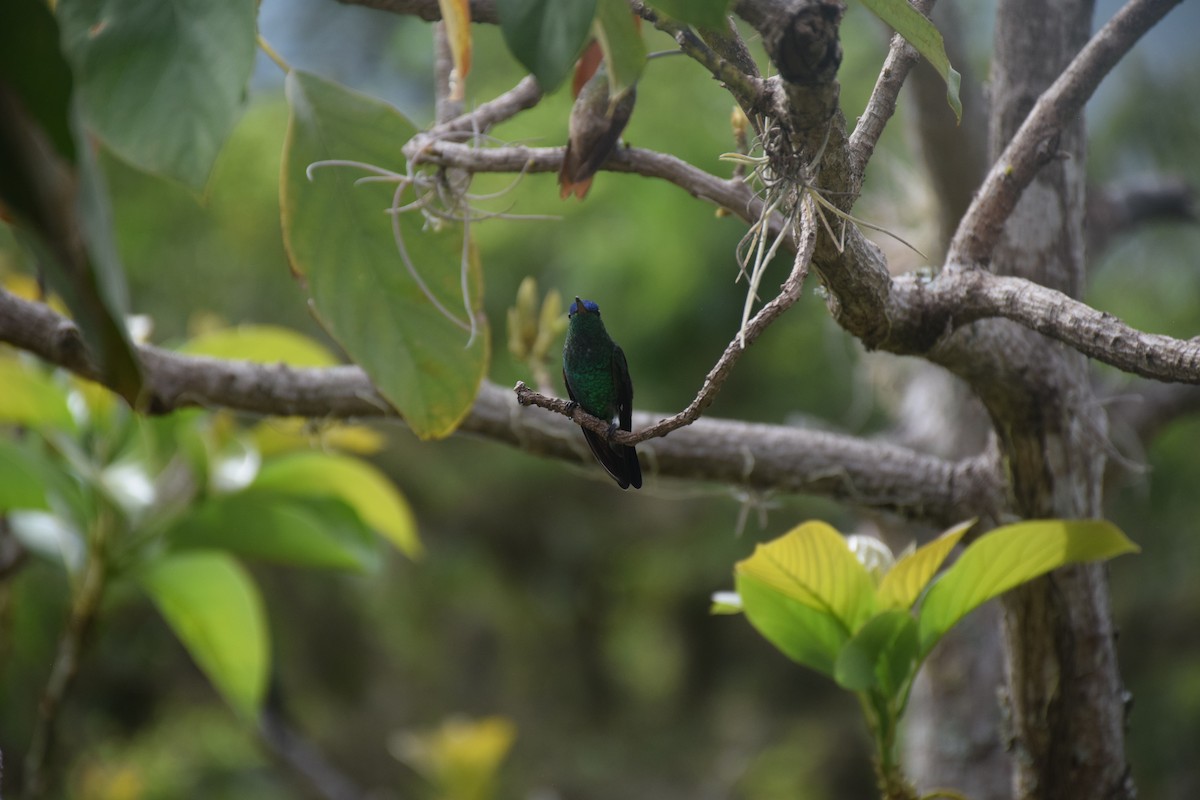 Çivit Alınlı Kolibri - ML573385991