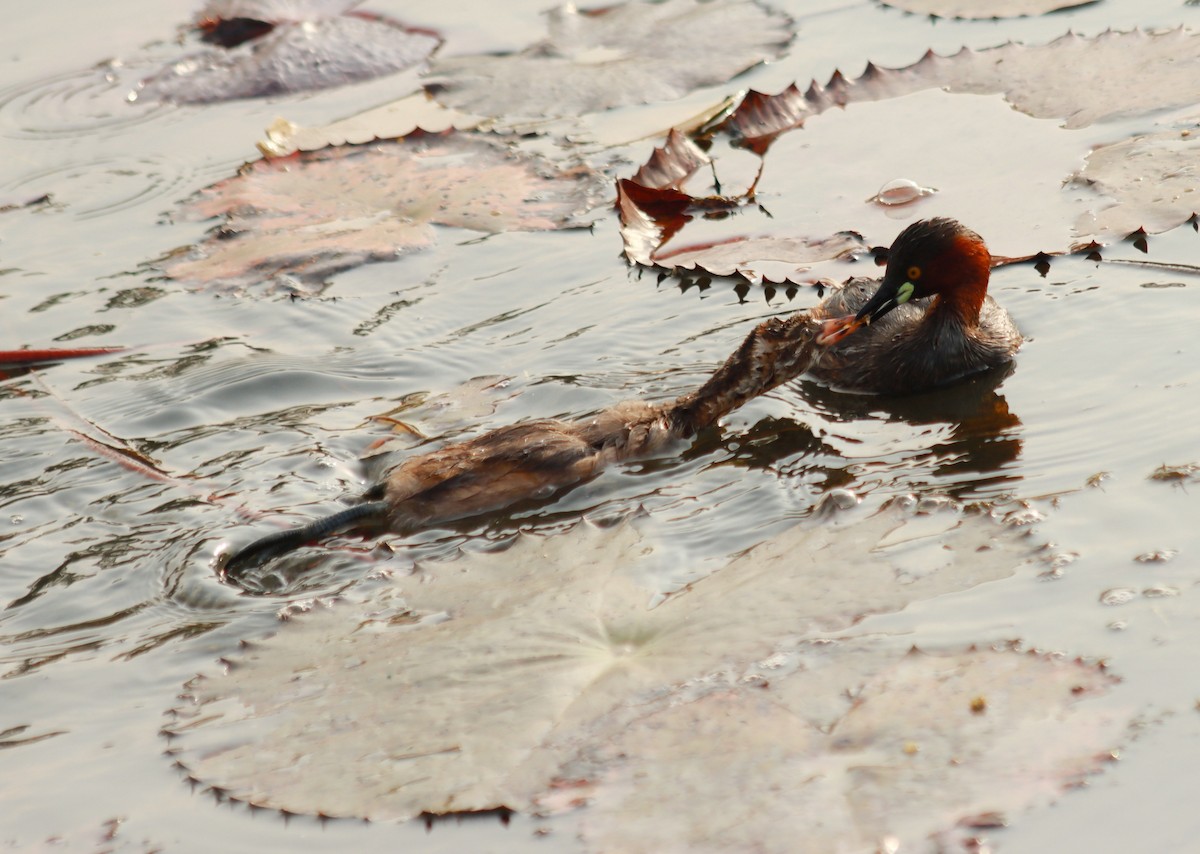 Little Grebe - Sindoopa Seneviratne