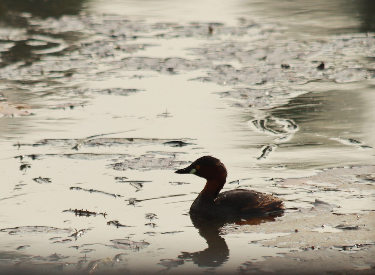 Little Grebe - ML573386011