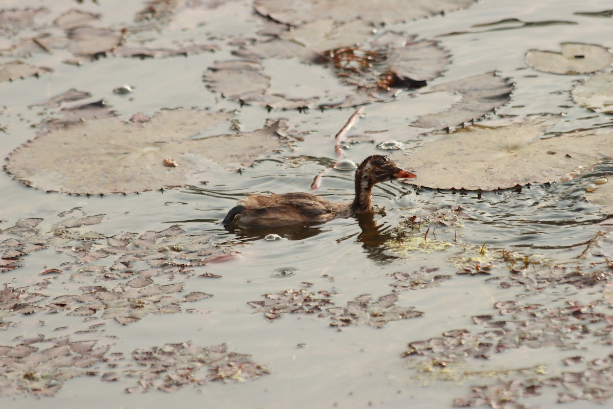 Little Grebe - ML573386021