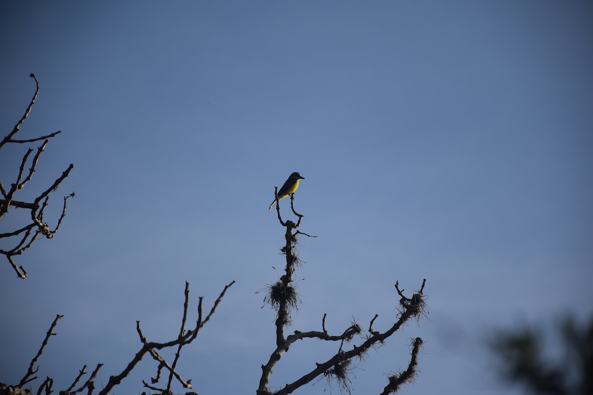 Tropical Kingbird - ML573386421