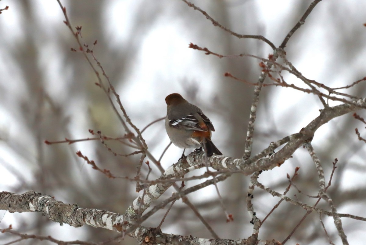 Pine Grosbeak - MacKenzie McKnight