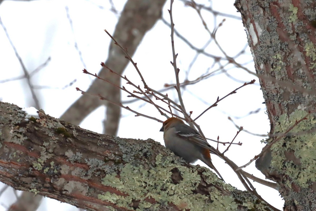 Pine Grosbeak - MacKenzie McKnight