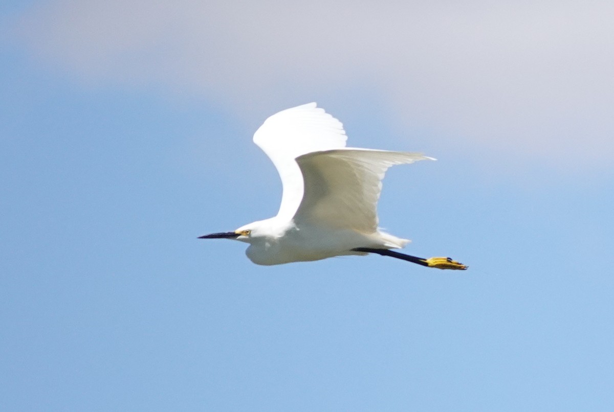 Snowy Egret - ML573387141