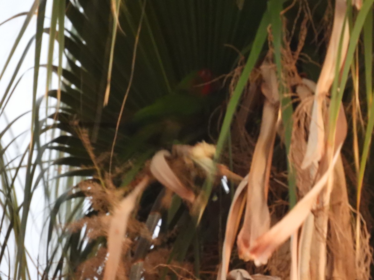 Mitred Parakeet - ML573387801