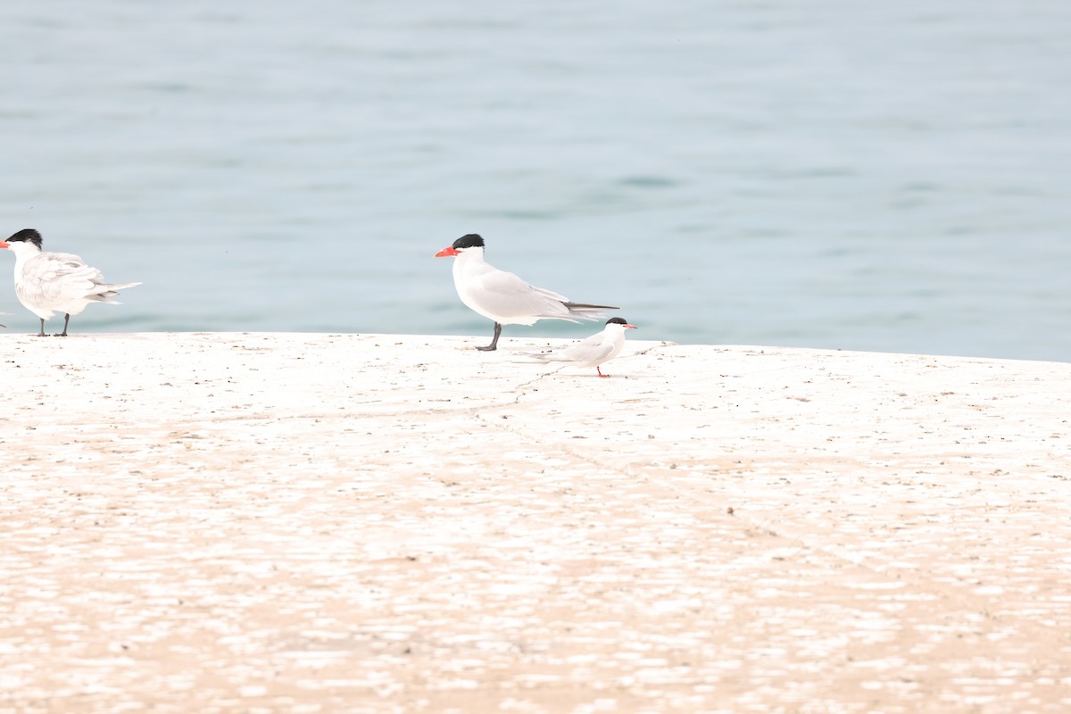 Common Tern - ML573388061