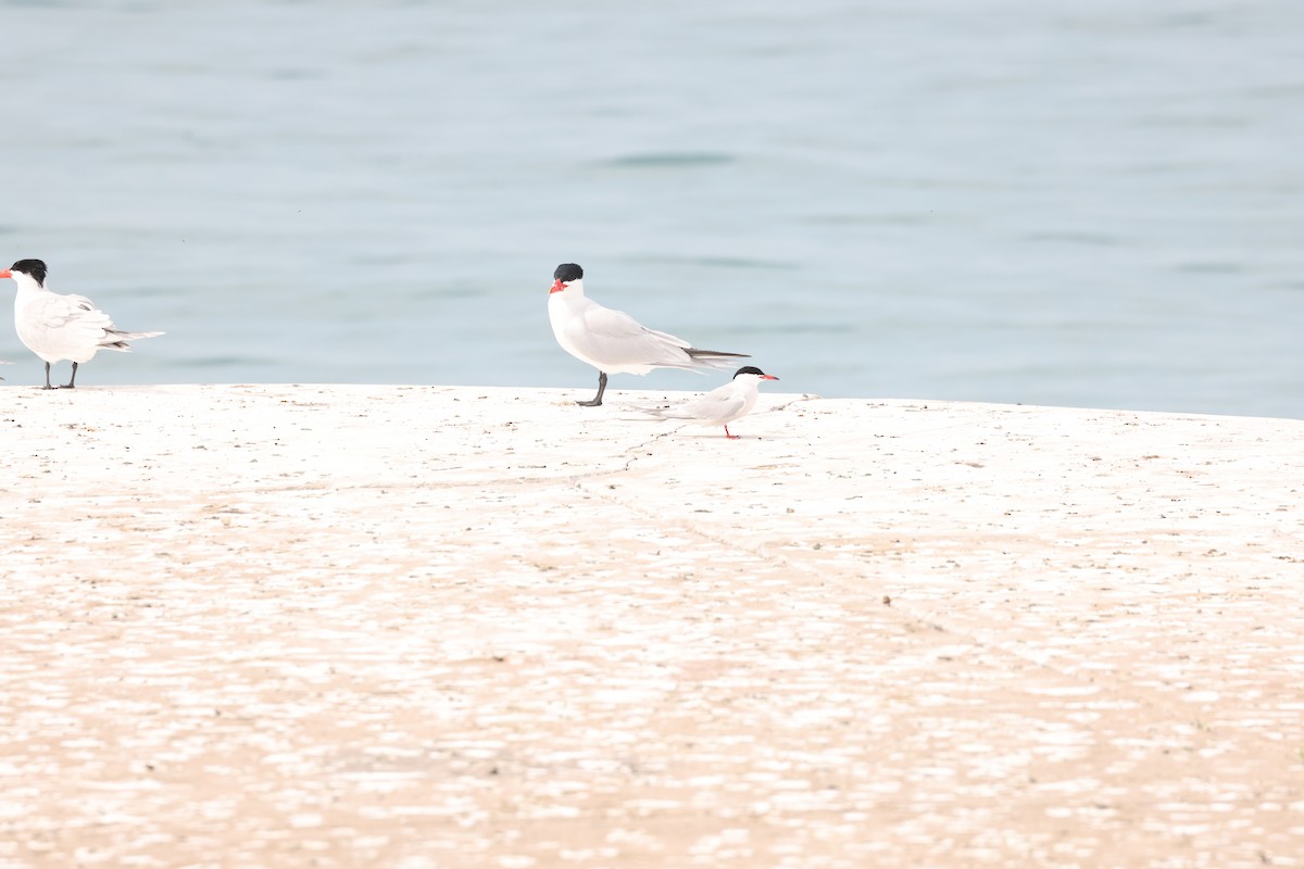 Common Tern - ML573388071