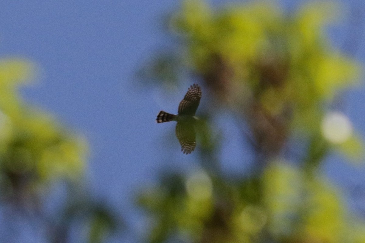 Cooper's Hawk - ML573388261