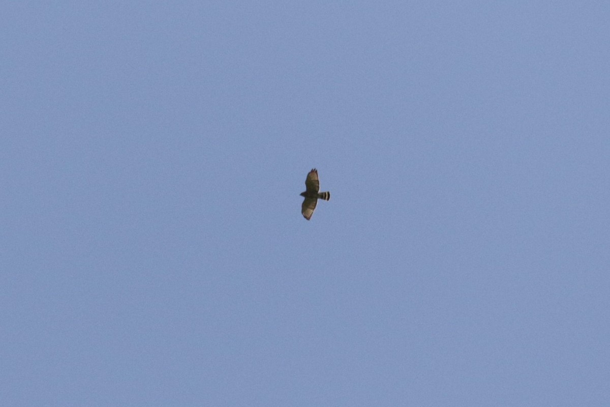 Broad-winged Hawk - Michael Ingles