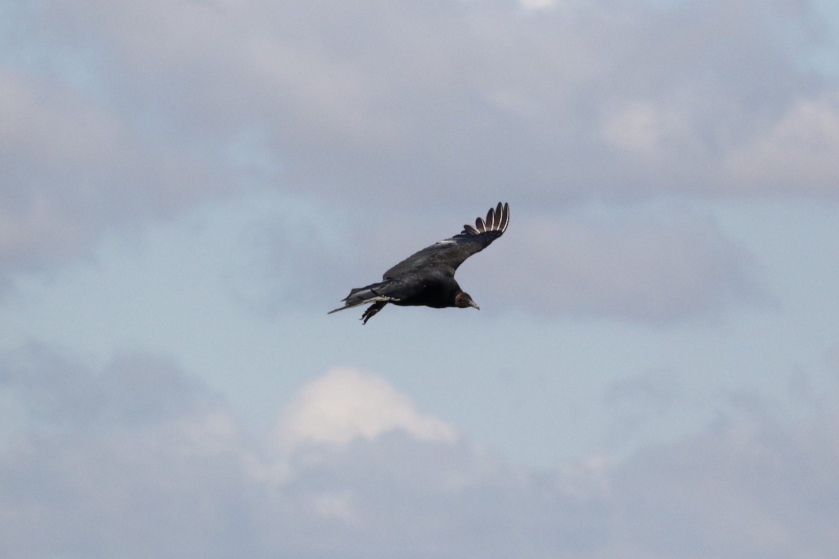 Black Vulture - Michael Ingles