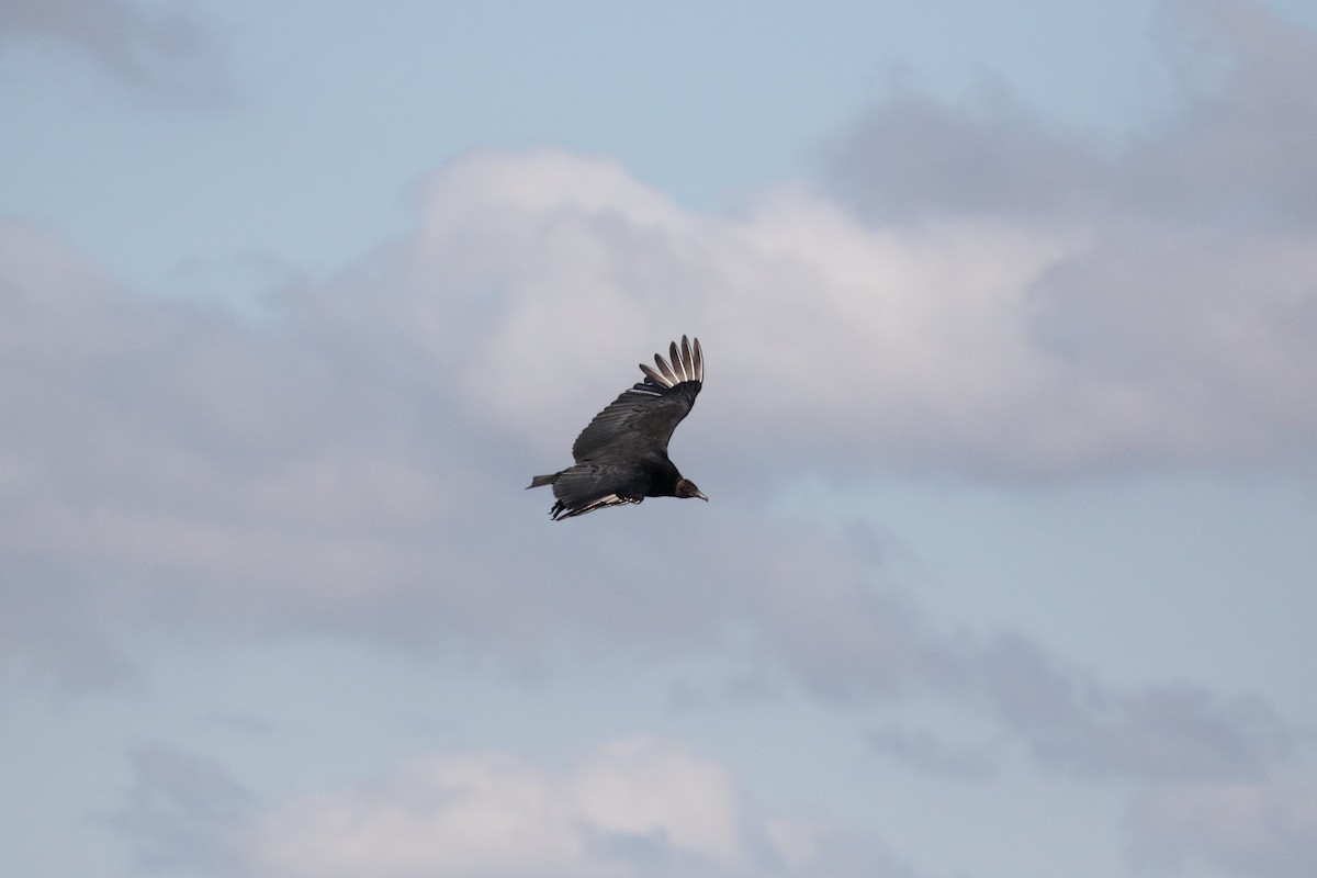 Black Vulture - Michael Ingles