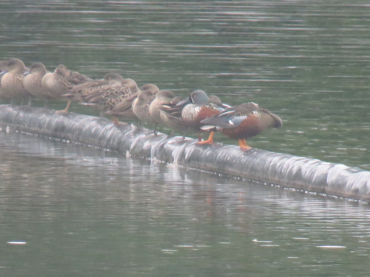 Australasian Shoveler - ML573388511