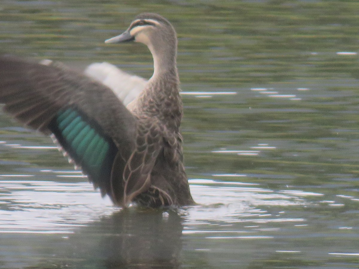 Pacific Black Duck - ML573388541