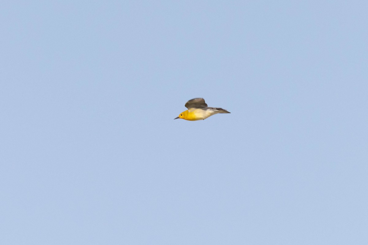 Prothonotary Warbler - ML573388551