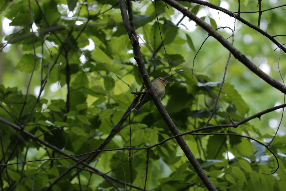 Worm-eating Warbler - Michael Ingles