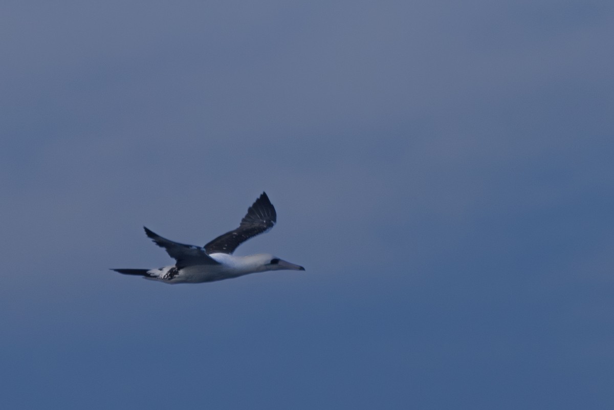 Abbott's Booby - ML573389061