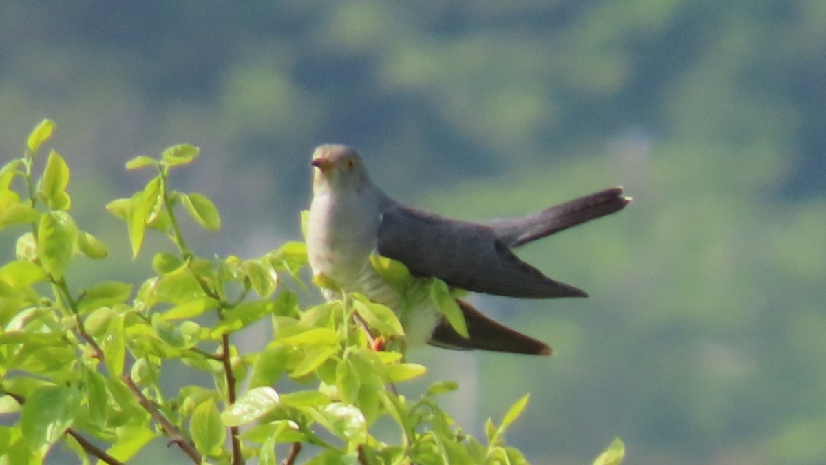 Common Cuckoo - YUKIKO ISHIKAWA