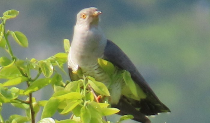 Common Cuckoo - YUKIKO ISHIKAWA