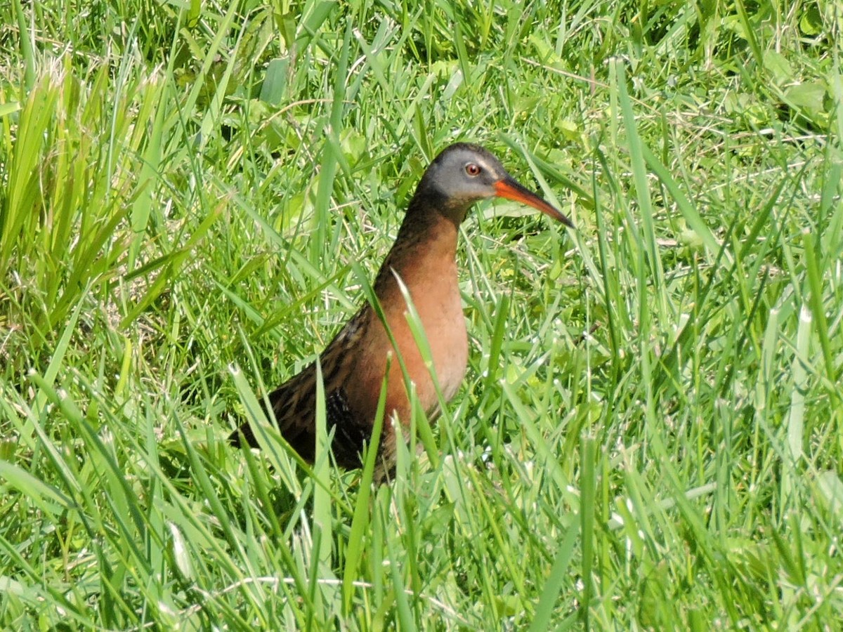 Virginia Rail - ML57339121